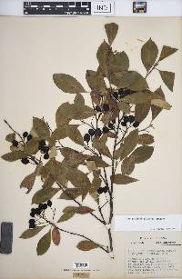 Aronia × prunifolia image