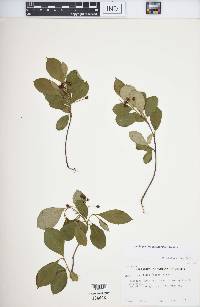 Aronia × prunifolia image