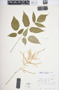 Aruncus dioicus image