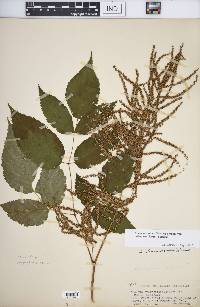 Aruncus dioicus image