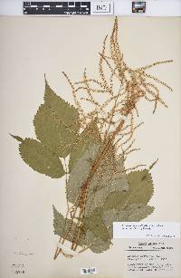 Aruncus dioicus var. pubescens image