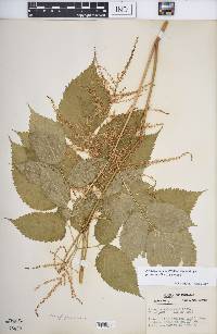 Aruncus dioicus var. pubescens image