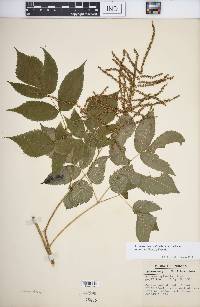 Aruncus dioicus image