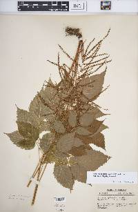 Aruncus dioicus var. pubescens image