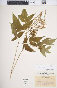 Aruncus dioicus image