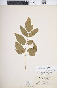 Aruncus dioicus image