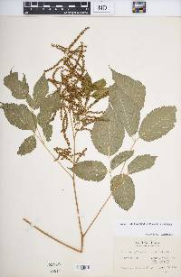 Aruncus dioicus image