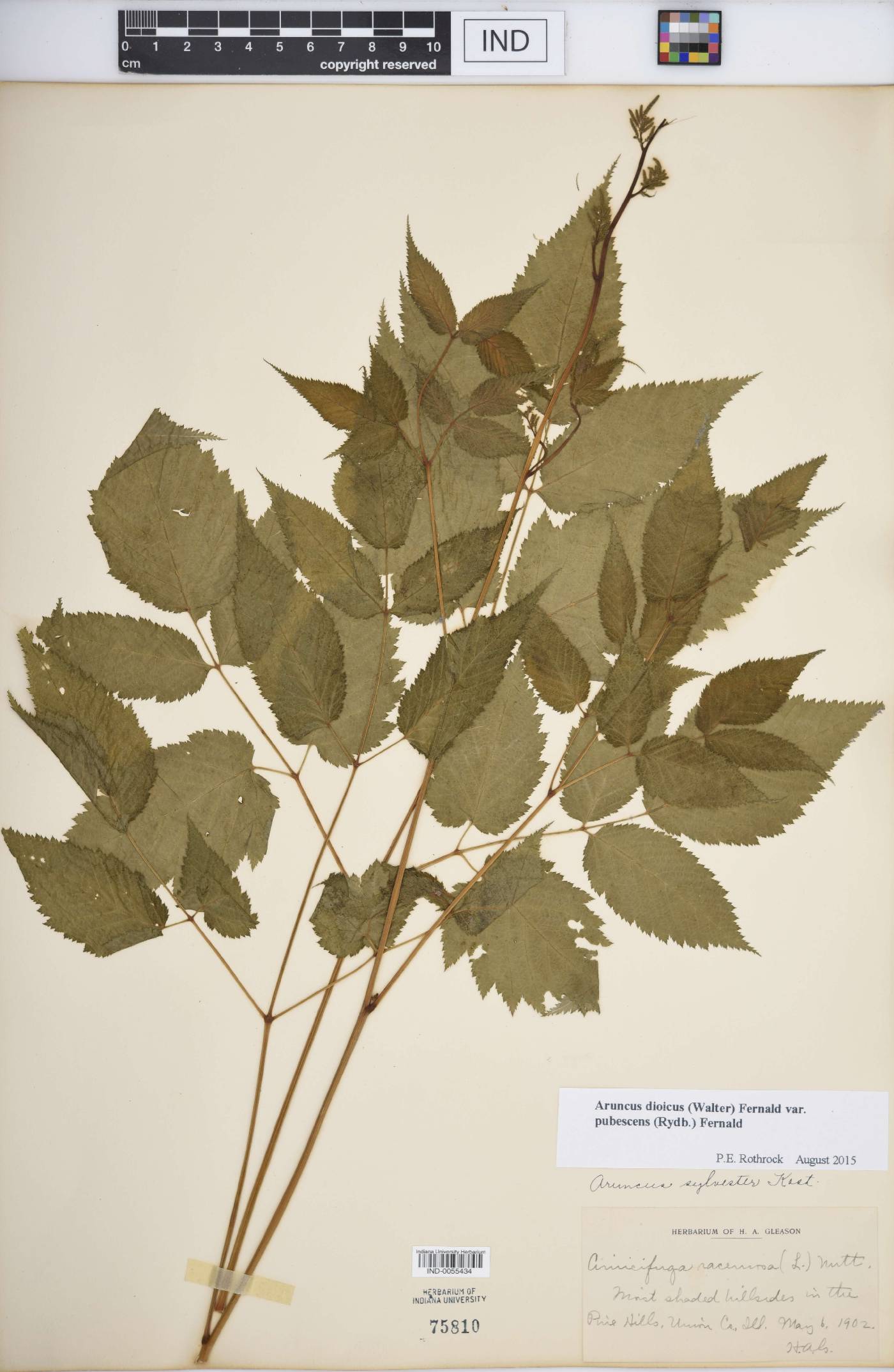 Aruncus dioicus var. pubescens image