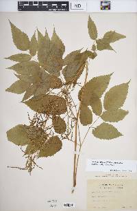 Aruncus dioicus var. pubescens image