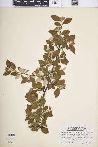 Cotoneaster franchetii image