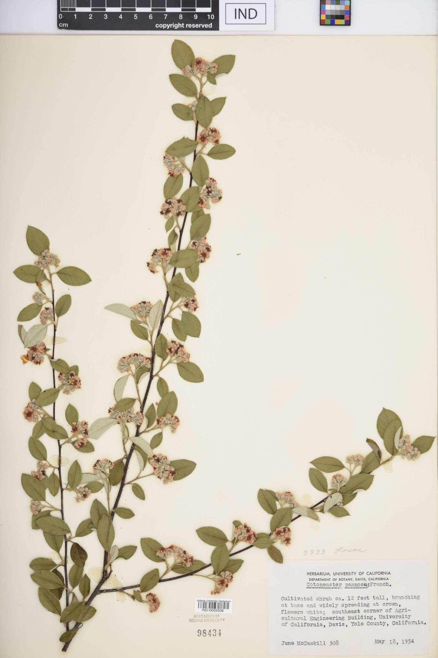 Cotoneaster pannosus image
