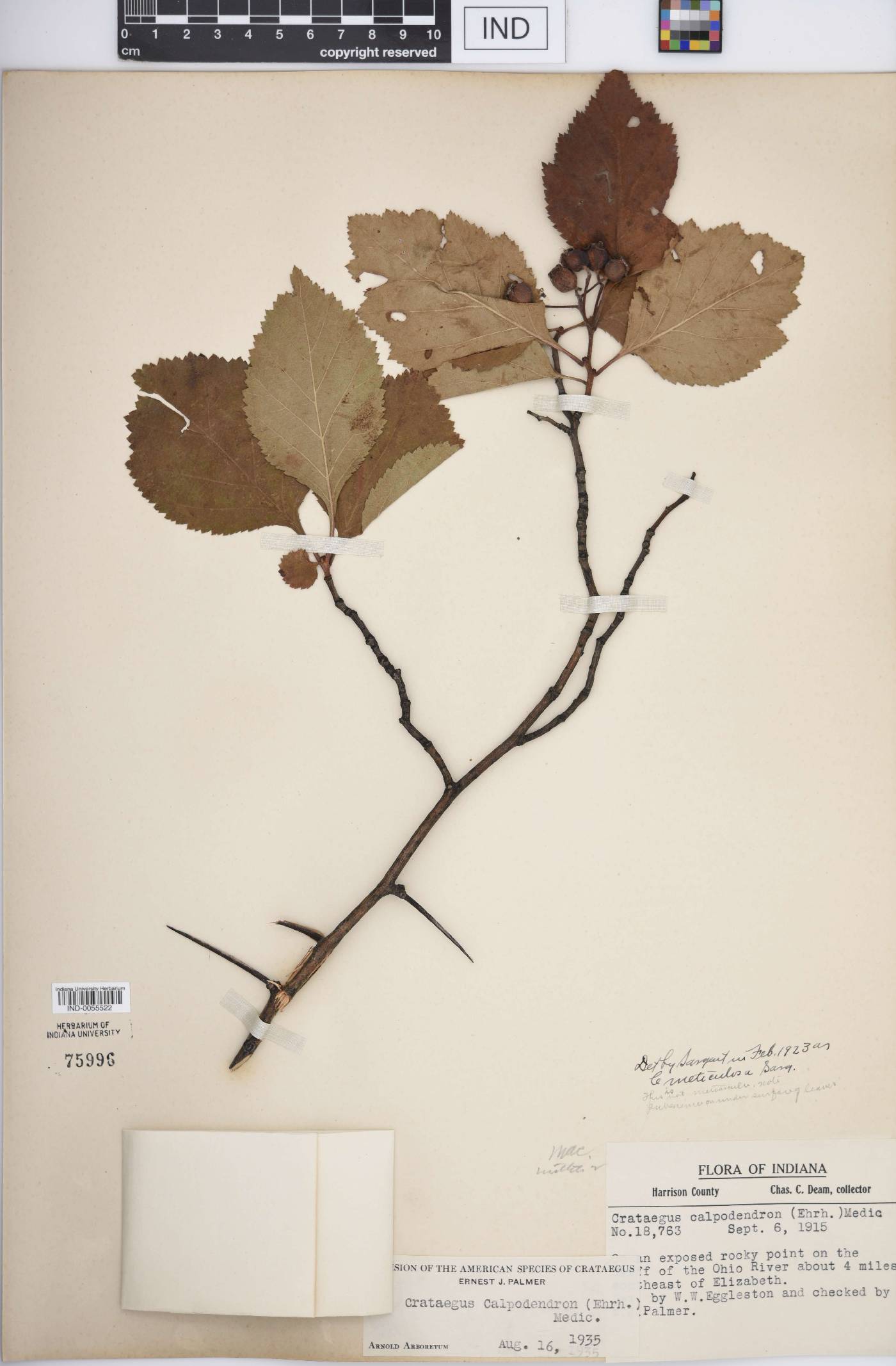 Crataegus calpodendron image