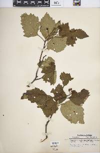 Crataegus calpodendron image