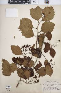 Crataegus calpodendron image