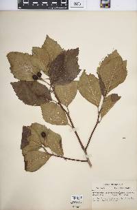 Crataegus calpodendron image