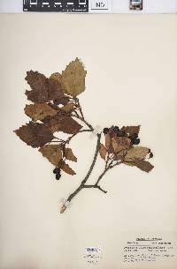 Crataegus calpodendron image