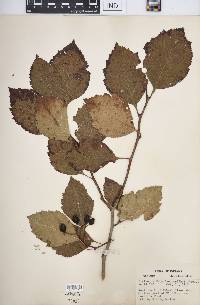 Crataegus calpodendron image