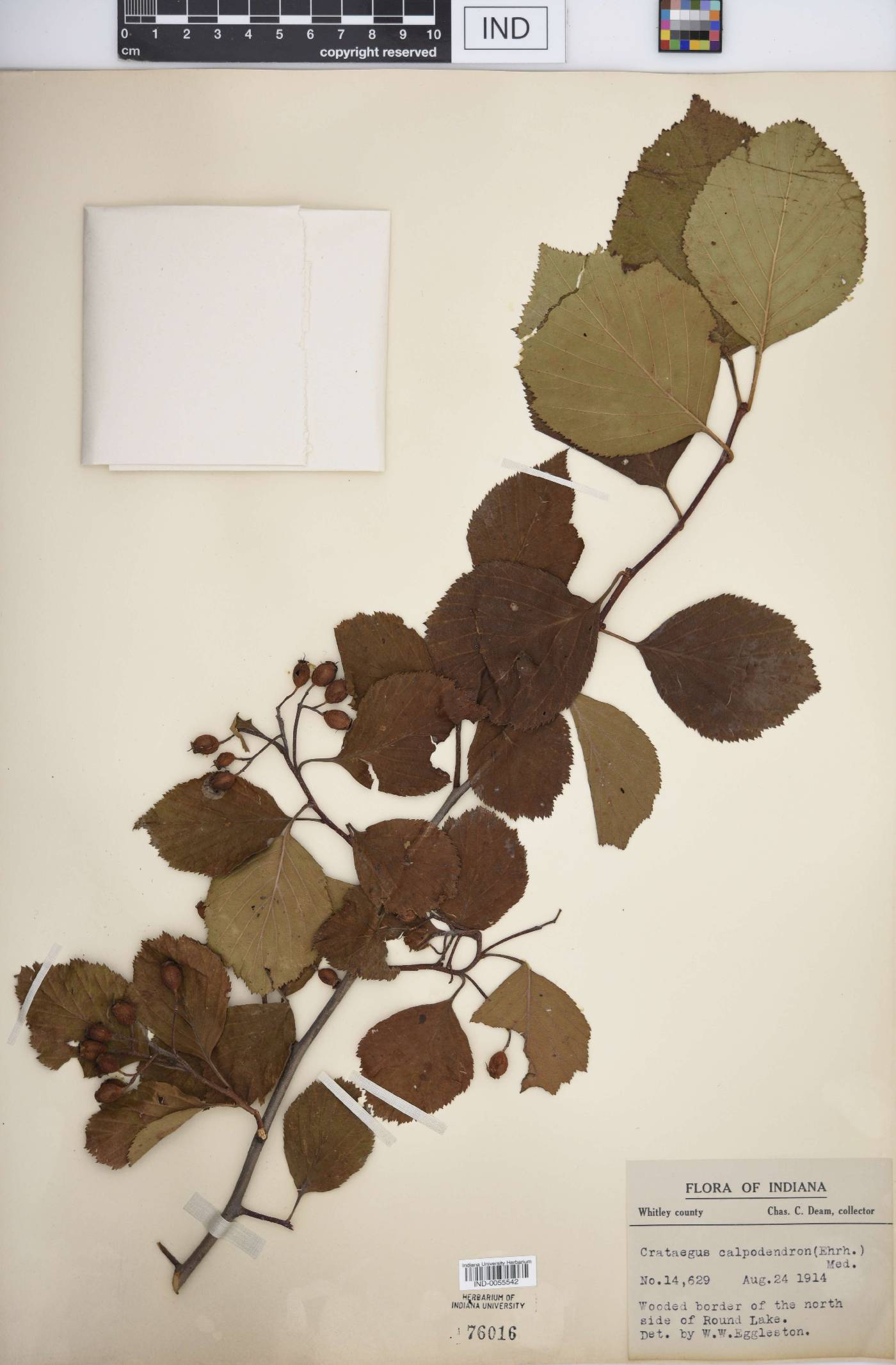Crataegus calpodendron image