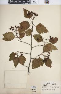 Crataegus calpodendron image