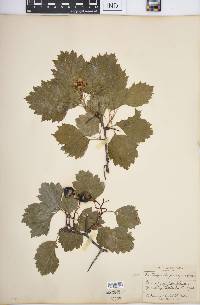 Crataegus chrysocarpa image