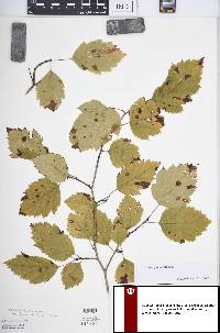 Crataegus coccinea image