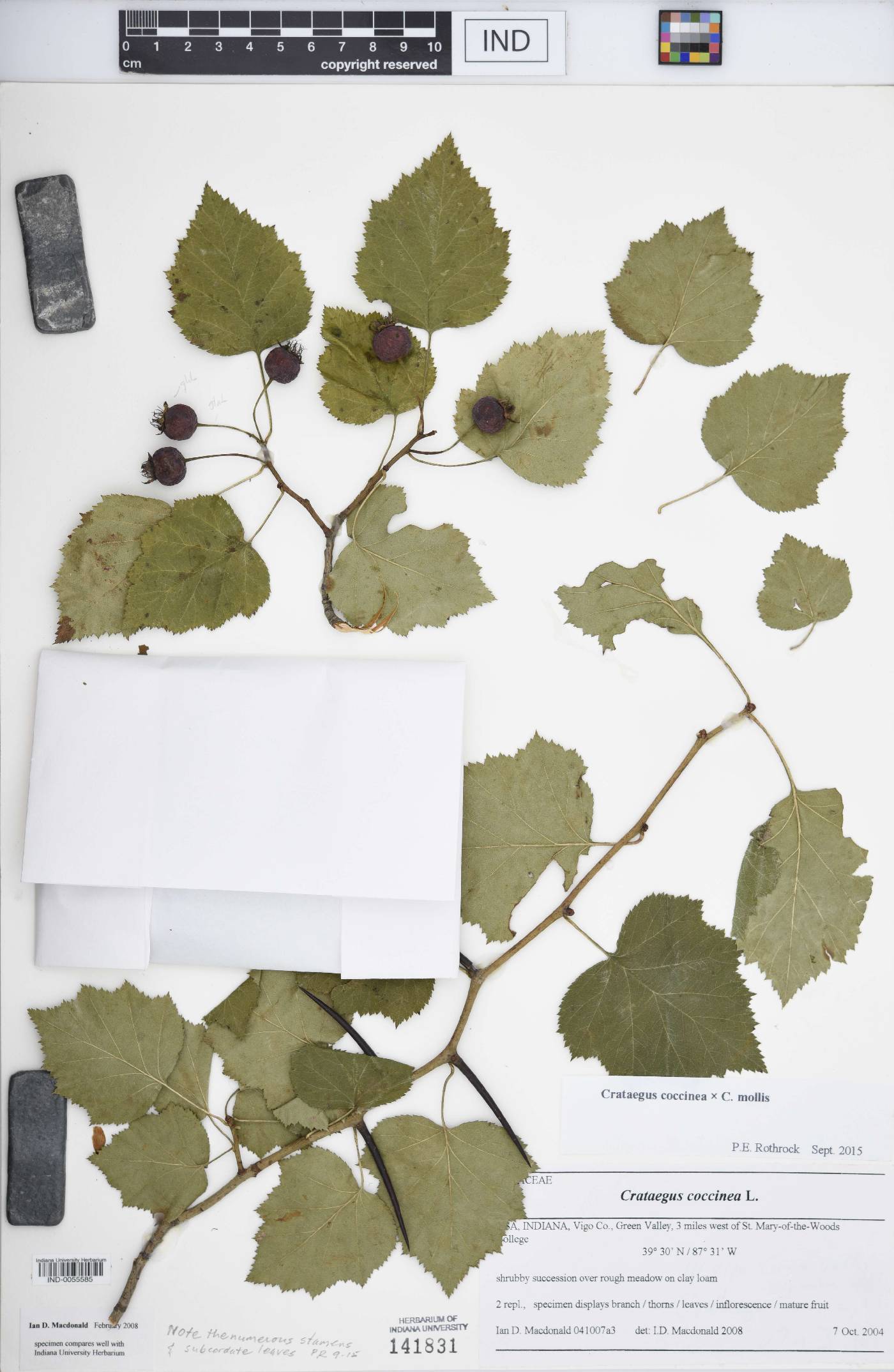 Crataegus F1 hybrid image