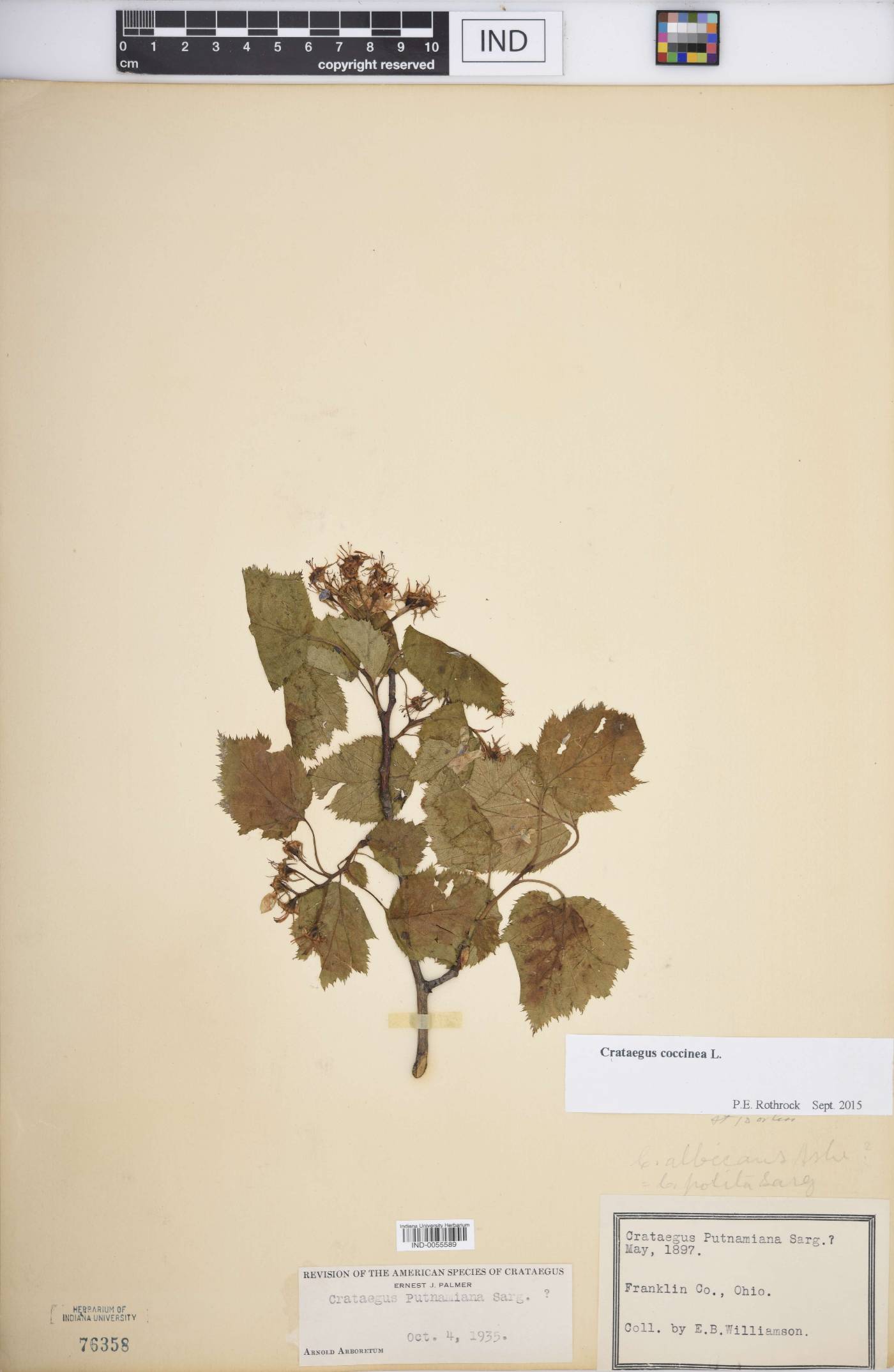 Crataegus coccinea image