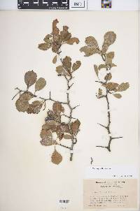 Crataegus flava image