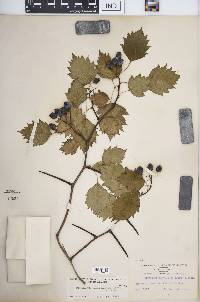 Crataegus flabellata image