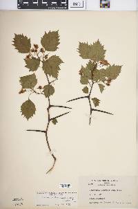 Crataegus flabellata image