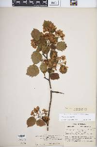 Crataegus holmesiana image