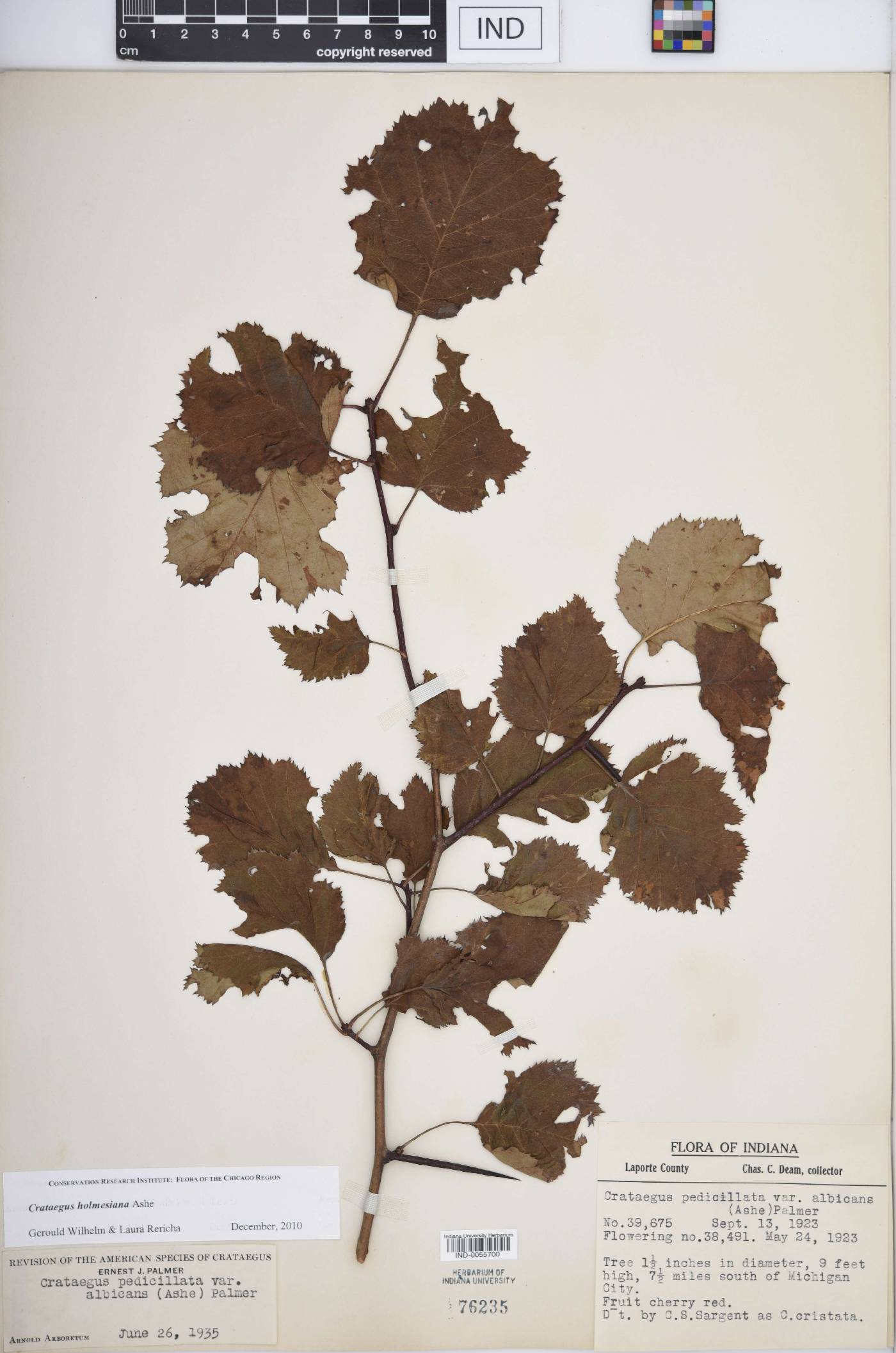 Crataegus holmesiana image