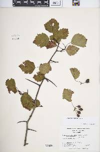 Crataegus iracunda image