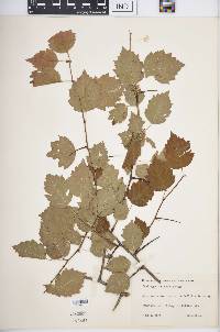 Crataegus iracunda image