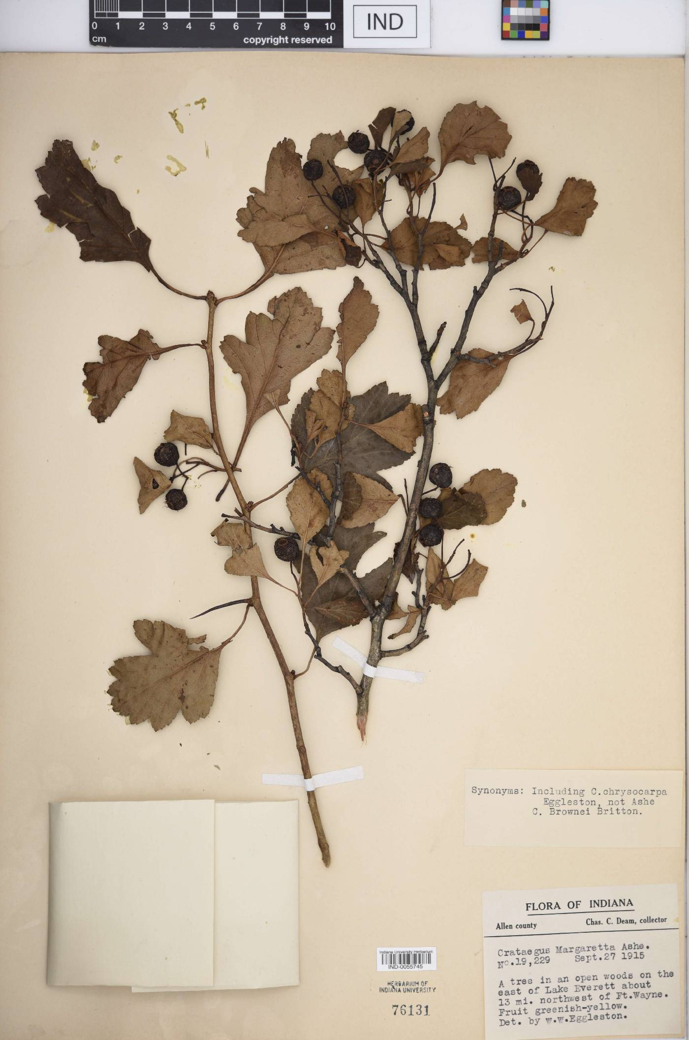 Crataegus margarettae image