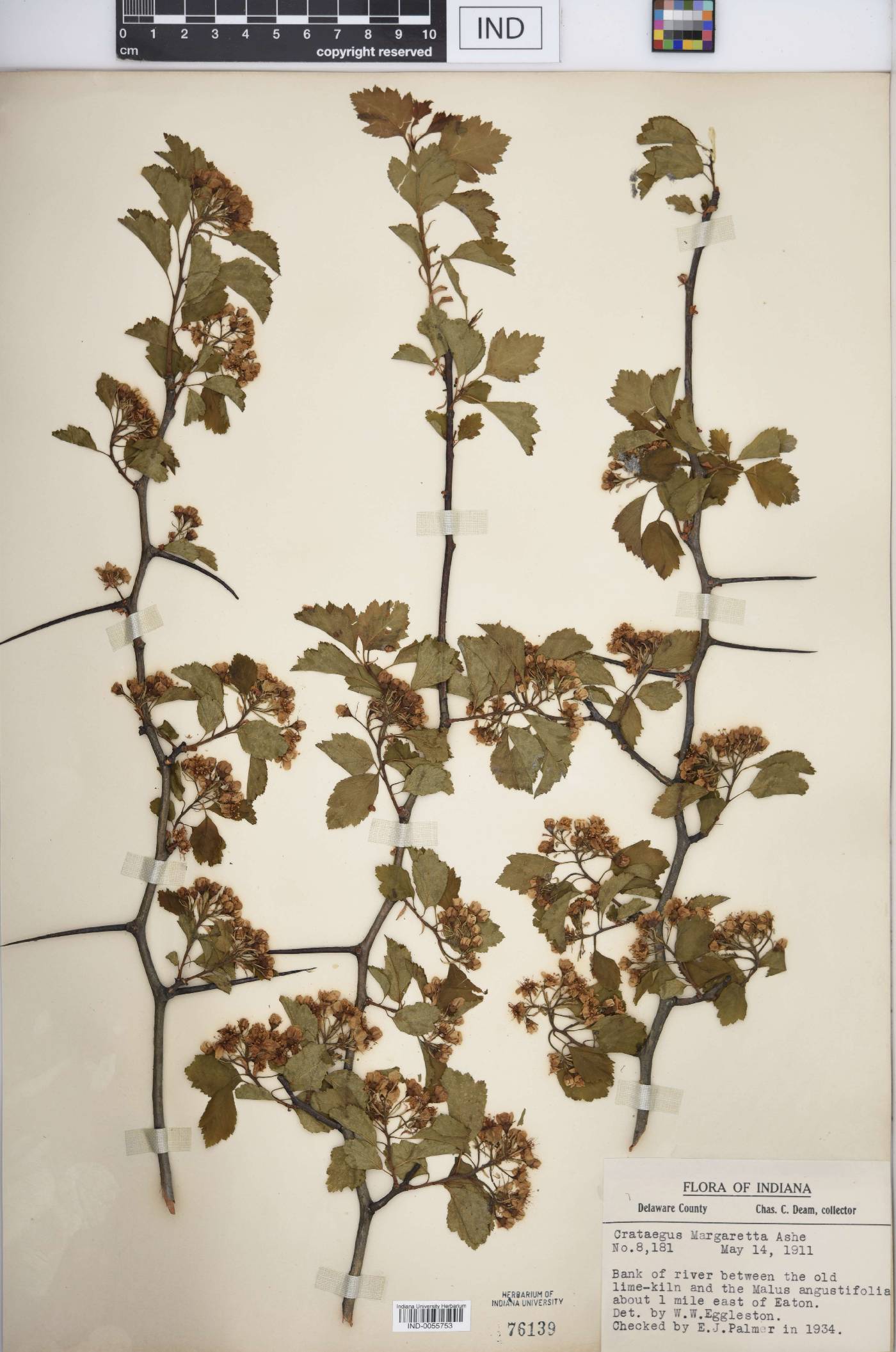 Crataegus margarettae image