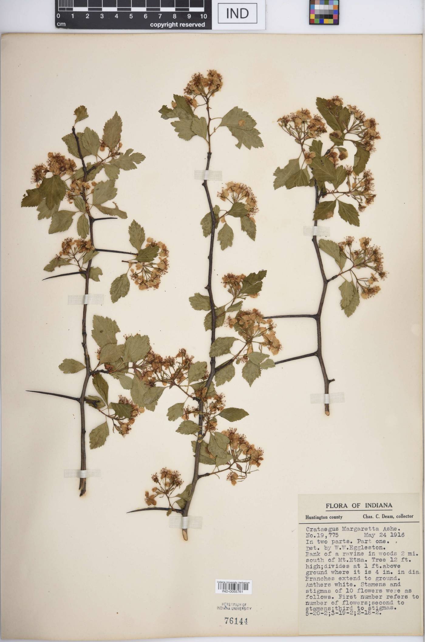 Crataegus margarettae image