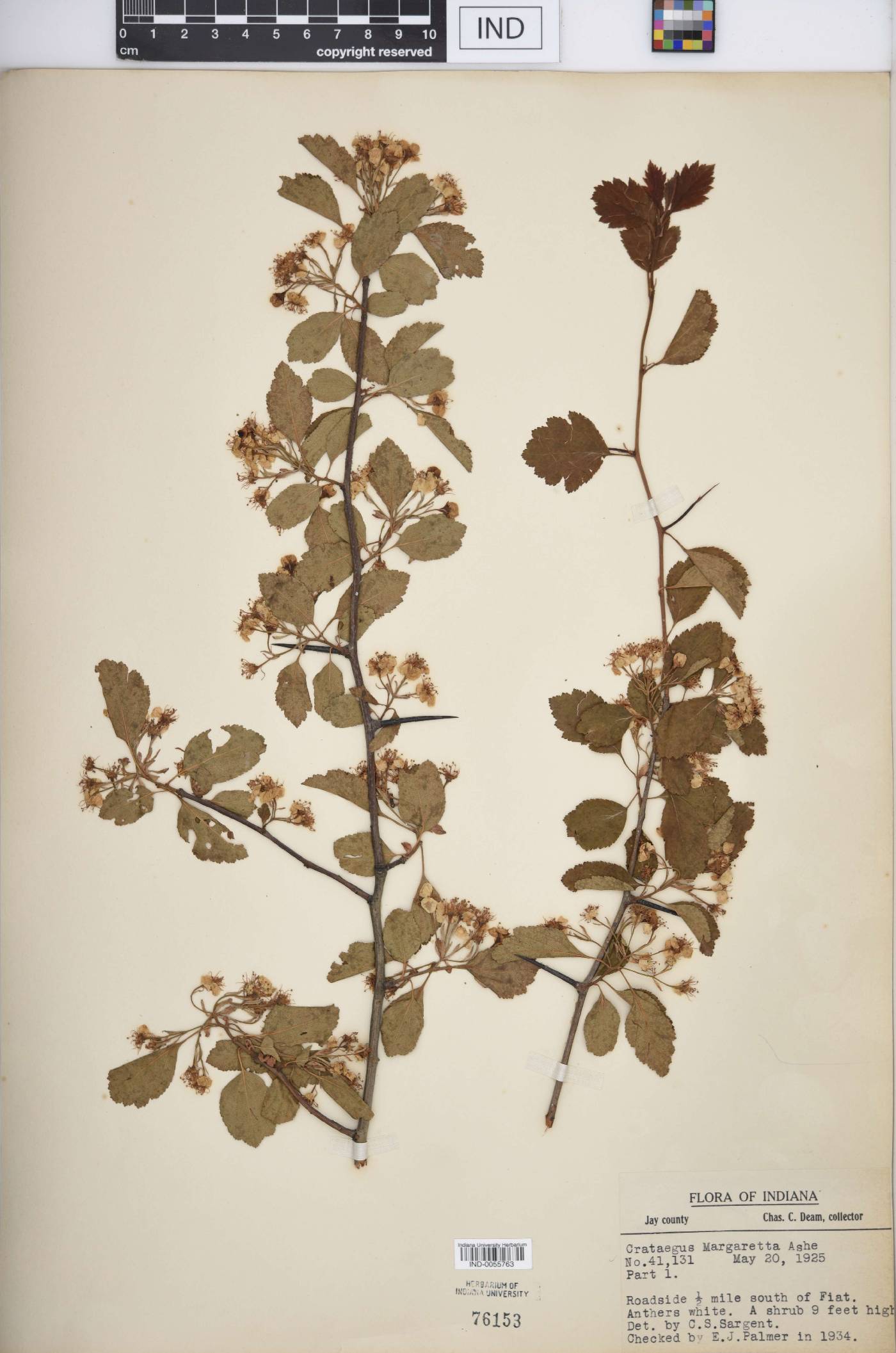 Crataegus margarettae image