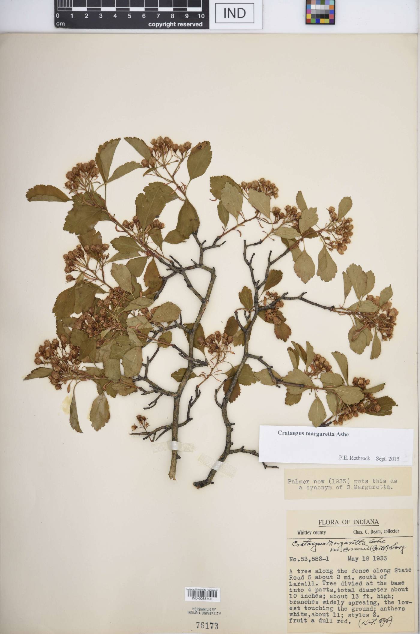 Crataegus margarettae image