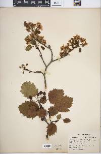 Crataegus mollis image