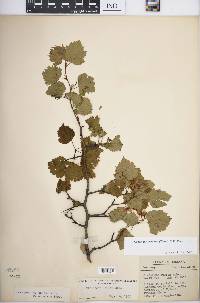 Crataegus pruinosa image