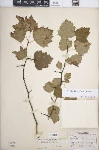 Crataegus pruinosa image