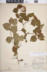 Crataegus pruinosa image