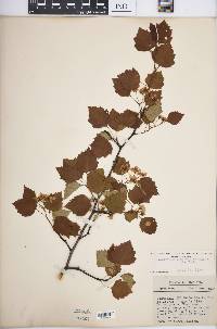 Crataegus pruinosa image