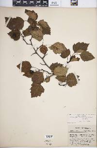 Crataegus pruinosa image