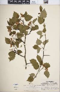 Crataegus pruinosa image