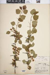 Crataegus pruinosa image