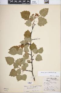 Crataegus pruinosa image