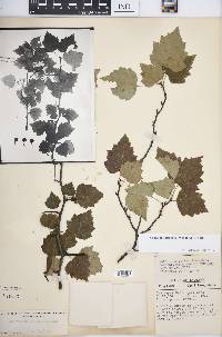 Crataegus pruinosa image