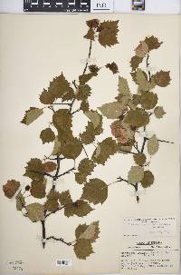 Crataegus pruinosa image